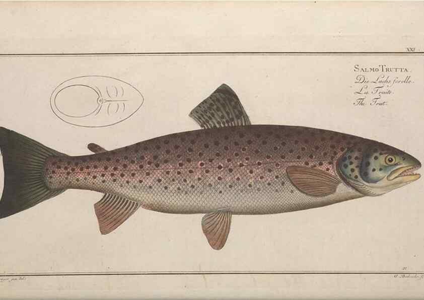 Reproducción/Reproduction 49768610503: Ichtyologie, ou, Histoire naturelle, générale et particulière des poissons :. A Berlin :Chez l'auteur, & chez François de la Garde libraire,1785-1797.. 