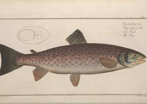 Reproducción/Reproduction 49768610503: Ichtyologie, ou, Histoire naturelle, générale et particulière des poissons :. A Berlin :Chez l'auteur, & chez François de la Garde libraire,1785-1797.. 
