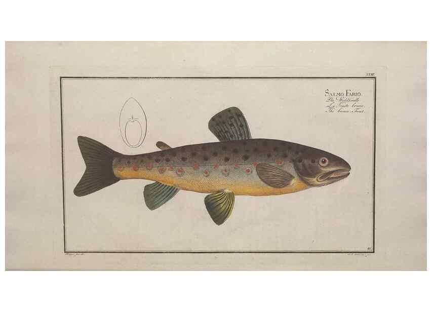 Reproducción/Reproduction 49768611223: Ichtyologie, ou, Histoire naturelle, générale et particulière des poissons :. A Berlin :Chez l'auteur, & chez François de la Garde libraire,1785-1797.. 