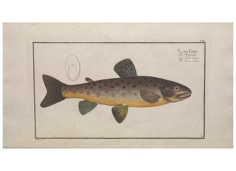 Reproducción/Reproduction 49768611223: Ichtyologie, ou, Histoire naturelle, générale et particulière des poissons :. A Berlin :Chez l'auteur, & chez François de la Garde libraire,1785-1797.. 