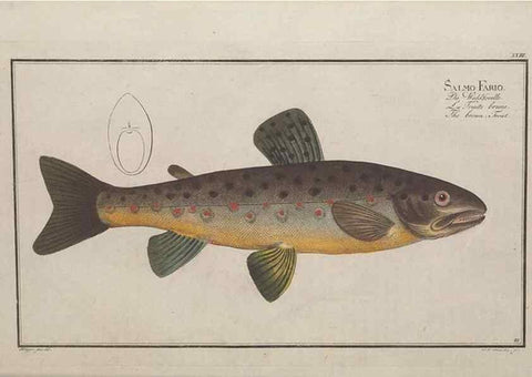 Reproducción/Reproduction 49768611223: Ichtyologie, ou, Histoire naturelle, générale et particulière des poissons :. A Berlin :Chez l'auteur, & chez François de la Garde libraire,1785-1797.. 