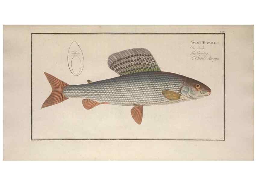 Reproducción/Reproduction 49769471027: Ichtyologie, ou, Histoire naturelle, générale et particulière des poissons :. A Berlin :Chez l'auteur, & chez François de la Garde libraire,1785-1797.. 