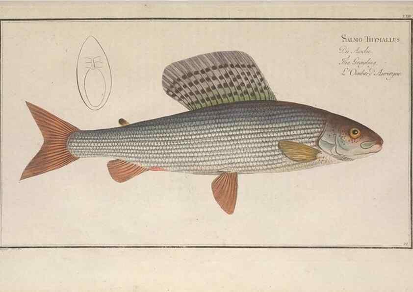 Reproducción/Reproduction 49769471027: Ichtyologie, ou, Histoire naturelle, générale et particulière des poissons :. A Berlin :Chez l'auteur, & chez François de la Garde libraire,1785-1797.. 