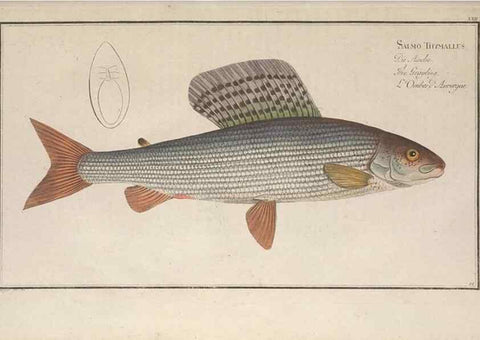 Reproducción/Reproduction 49769471027: Ichtyologie, ou, Histoire naturelle, générale et particulière des poissons :. A Berlin :Chez l'auteur, & chez François de la Garde libraire,1785-1797.. 