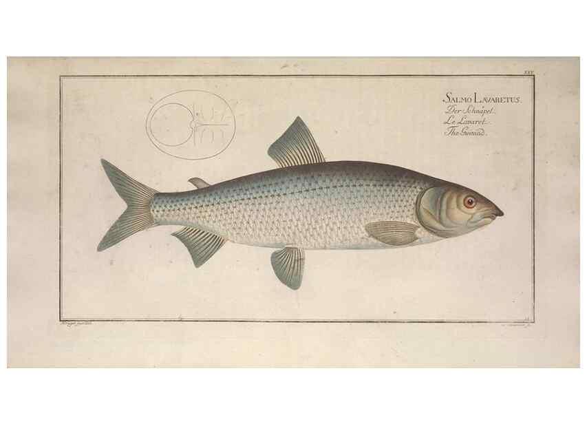 Reproducción/Reproduction 49769146241: Ichtyologie, ou, Histoire naturelle, générale et particulière des poissons :. A Berlin :Chez l'auteur, & chez François de la Garde libraire,1785-1797.. 