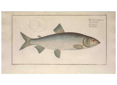 Reproducción/Reproduction 49769146241: Ichtyologie, ou, Histoire naturelle, générale et particulière des poissons :. A Berlin :Chez l'auteur, & chez François de la Garde libraire,1785-1797.. 