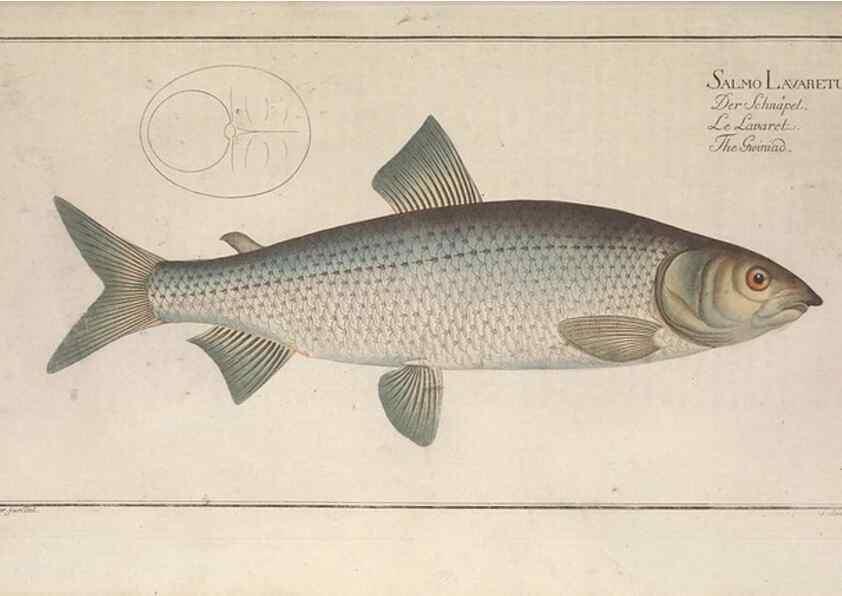 Reproducción/Reproduction 49769146241: Ichtyologie, ou, Histoire naturelle, générale et particulière des poissons :. A Berlin :Chez l'auteur, & chez François de la Garde libraire,1785-1797.. 