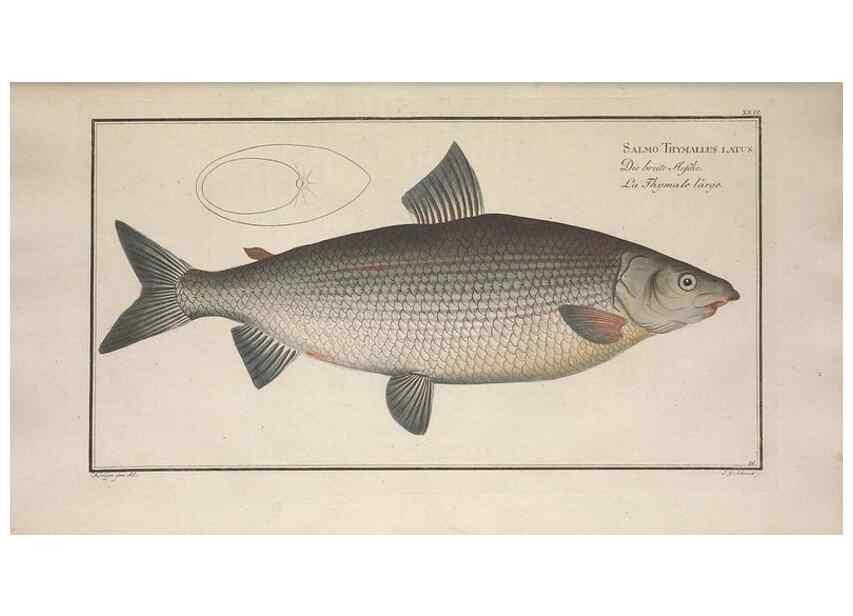 Reproducción/Reproduction 49768612523: Ichtyologie, ou, Histoire naturelle, générale et particulière des poissons :. A Berlin :Chez l'auteur, & chez François de la Garde libraire,1785-1797.. 