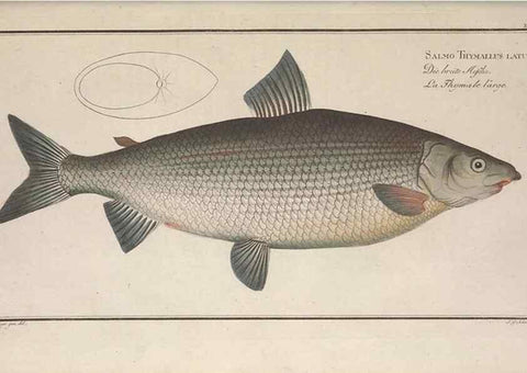 Reproducción/Reproduction 49768612523: Ichtyologie, ou, Histoire naturelle, générale et particulière des poissons :. A Berlin :Chez l'auteur, & chez François de la Garde libraire,1785-1797.. 