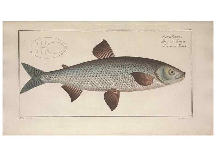 Reproducción/Reproduction 49769147071: Ichtyologie, ou, Histoire naturelle, générale et particulière des poissons :. A Berlin :Chez l'auteur, & chez François de la Garde libraire,1785-1797.. 