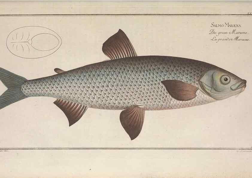 Reproducción/Reproduction 49769147071: Ichtyologie, ou, Histoire naturelle, générale et particulière des poissons :. A Berlin :Chez l'auteur, & chez François de la Garde libraire,1785-1797.. 