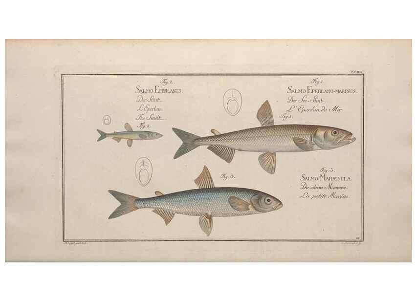 Reproducción/Reproduction 49768613238: Ichtyologie, ou, Histoire naturelle, générale et particulière des poissons :. A Berlin :Chez l'auteur, & chez François de la Garde libraire,1785-1797.. 