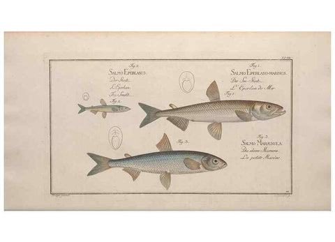 Reproducción/Reproduction 49768613238: Ichtyologie, ou, Histoire naturelle, générale et particulière des poissons :. A Berlin :Chez l'auteur, & chez François de la Garde libraire,1785-1797.. 