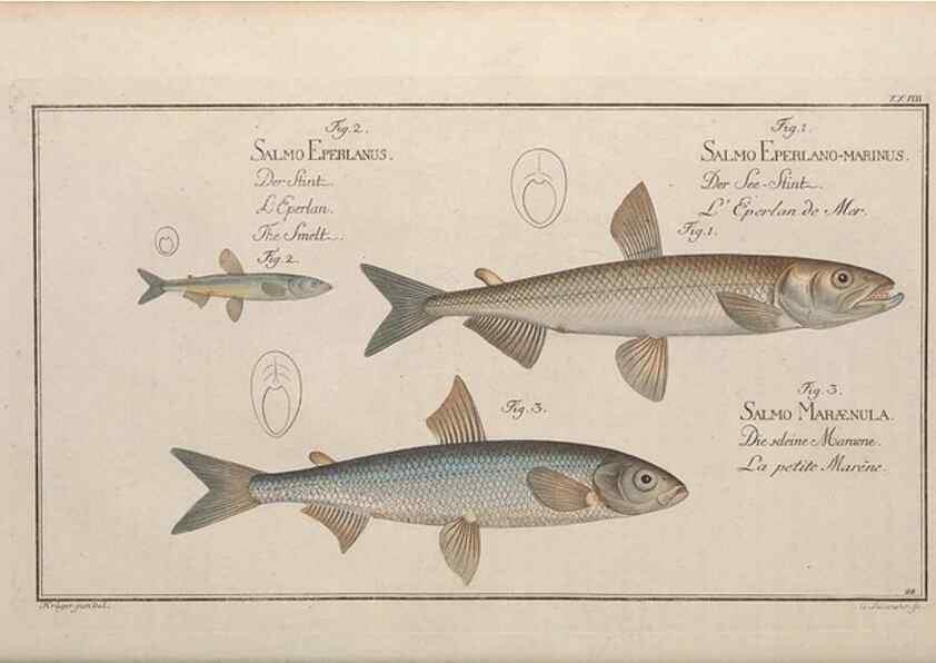 Reproducción/Reproduction 49768613238: Ichtyologie, ou, Histoire naturelle, générale et particulière des poissons :. A Berlin :Chez l'auteur, & chez François de la Garde libraire,1785-1797.. 