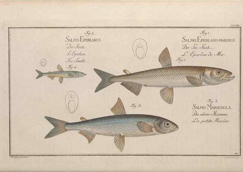 Reproducción/Reproduction 49768613238: Ichtyologie, ou, Histoire naturelle, générale et particulière des poissons :. A Berlin :Chez l'auteur, & chez François de la Garde libraire,1785-1797.. 