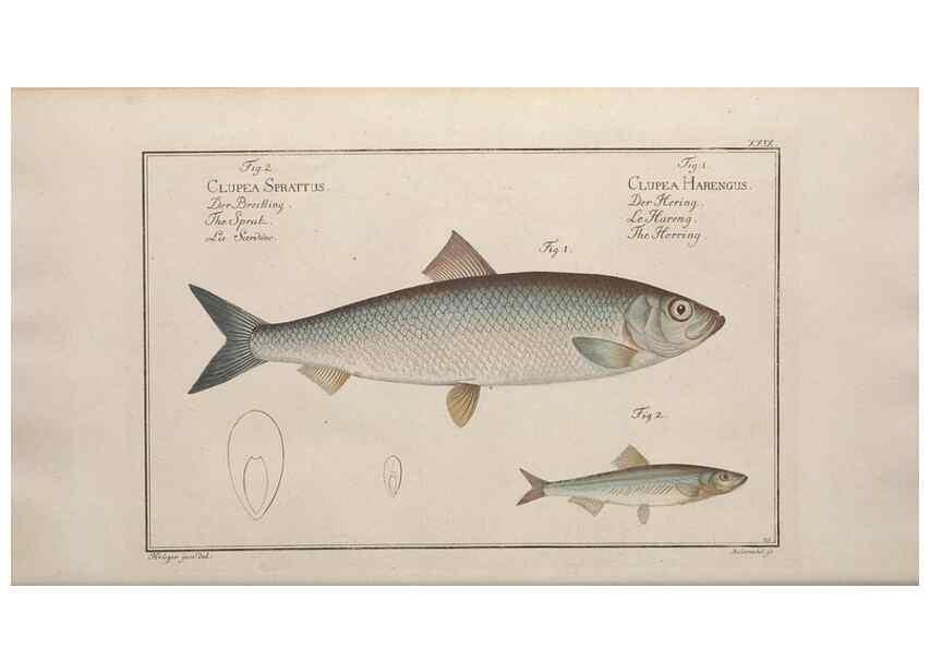 Reproducción/Reproduction 49769147956: Ichtyologie, ou, Histoire naturelle, générale et particulière des poissons :. A Berlin :Chez l'auteur, & chez François de la Garde libraire,1785-1797.. 