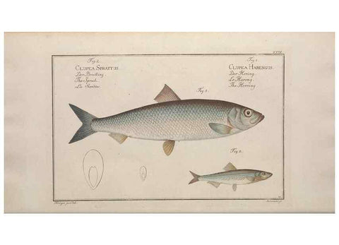 Reproducción/Reproduction 49769147956: Ichtyologie, ou, Histoire naturelle, générale et particulière des poissons :. A Berlin :Chez l'auteur, & chez François de la Garde libraire,1785-1797.. 