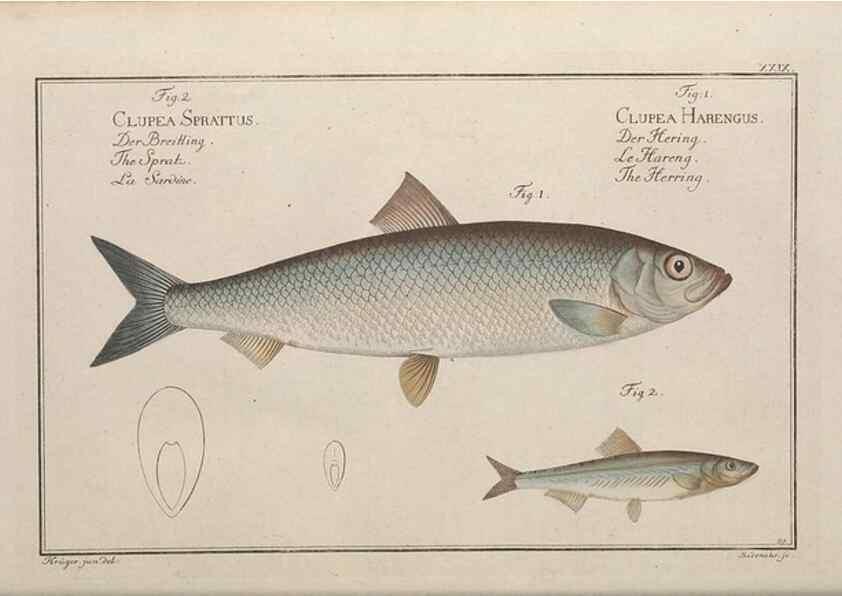 Reproducción/Reproduction 49769147956: Ichtyologie, ou, Histoire naturelle, générale et particulière des poissons :. A Berlin :Chez l'auteur, & chez François de la Garde libraire,1785-1797.. 