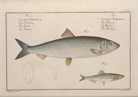 Reproducción/Reproduction 49769147956: Ichtyologie, ou, Histoire naturelle, générale et particulière des poissons :. A Berlin :Chez l'auteur, & chez François de la Garde libraire,1785-1797.. 