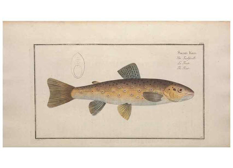 Reproducción/Reproduction 49769145046: Ichtyologie, ou, Histoire naturelle, générale et particulière des poissons :. A Berlin :Chez l'auteur, & chez François de la Garde libraire,1785-1797.. 