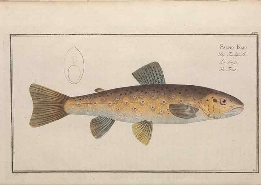 Reproducción/Reproduction 49769145046: Ichtyologie, ou, Histoire naturelle, générale et particulière des poissons :. A Berlin :Chez l'auteur, & chez François de la Garde libraire,1785-1797.. 