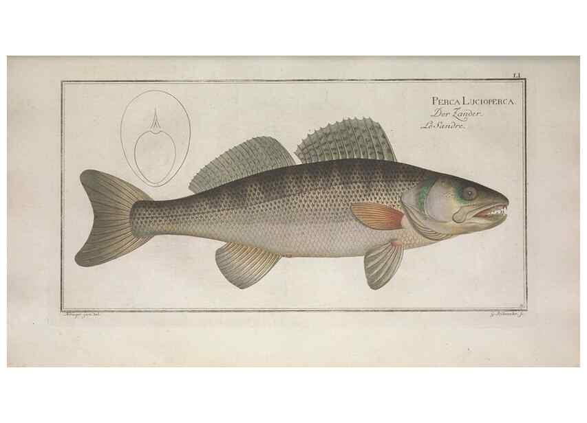 Reproducción/Reproduction 49769480182: Ichtyologie, ou, Histoire naturelle, générale et particulière des poissons :. A Berlin :Chez l'auteur, & chez François de la Garde libraire,1785-1797.. 