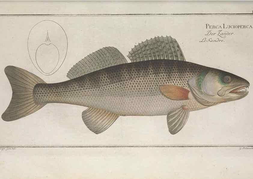 Reproducción/Reproduction 49769480182: Ichtyologie, ou, Histoire naturelle, générale et particulière des poissons :. A Berlin :Chez l'auteur, & chez François de la Garde libraire,1785-1797.. 
