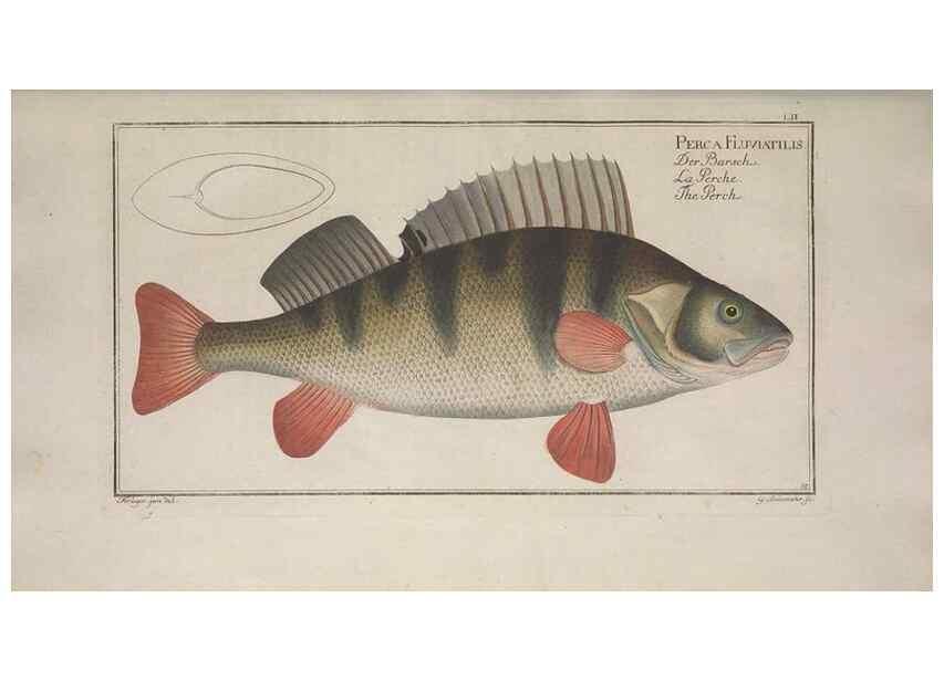 Reproducción/Reproduction 49768621423: Ichtyologie, ou, Histoire naturelle, générale et particulière des poissons :. A Berlin :Chez l'auteur, & chez François de la Garde libraire,1785-1797.. 