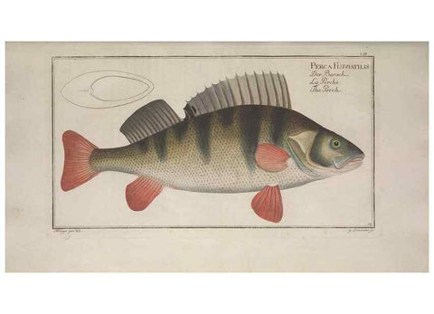 Reproducción/Reproduction 49768621423: Ichtyologie, ou, Histoire naturelle, générale et particulière des poissons :. A Berlin :Chez l'auteur, & chez François de la Garde libraire,1785-1797.. 