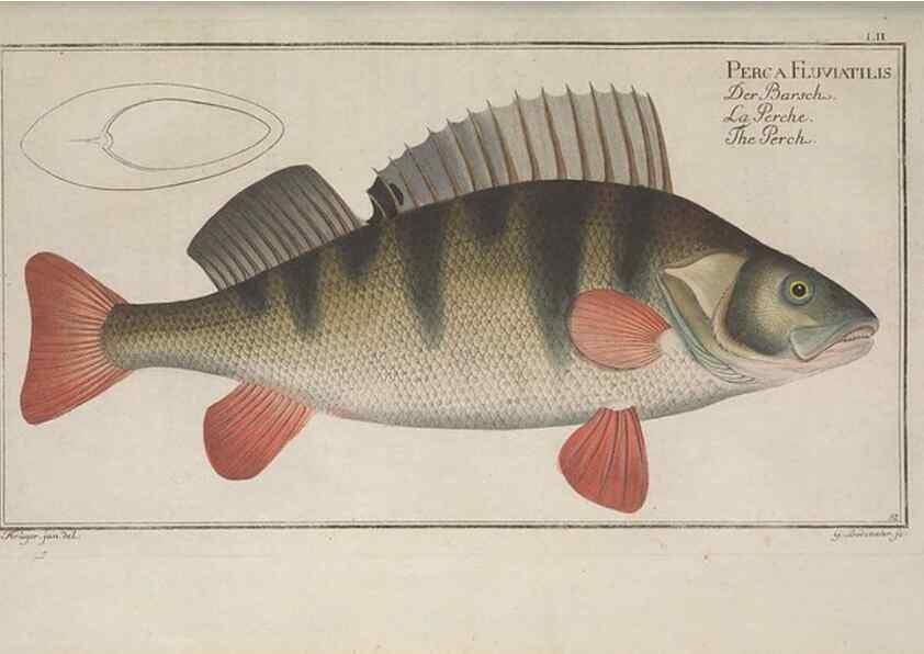Reproducción/Reproduction 49768621423: Ichtyologie, ou, Histoire naturelle, générale et particulière des poissons :. A Berlin :Chez l'auteur, & chez François de la Garde libraire,1785-1797.. 