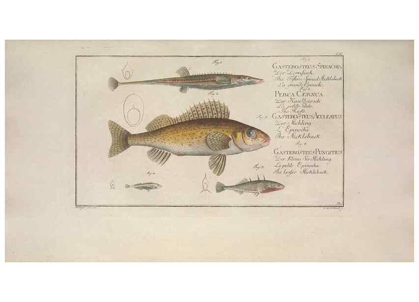 Reproducción/Reproduction 49768621728: Ichtyologie, ou, Histoire naturelle, générale et particulière des poissons :. A Berlin :Chez l'auteur, & chez François de la Garde libraire,1785-1797.. 