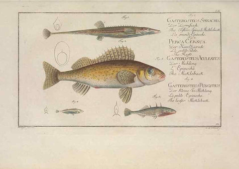 Reproducción/Reproduction 49768621728: Ichtyologie, ou, Histoire naturelle, générale et particulière des poissons :. A Berlin :Chez l'auteur, & chez François de la Garde libraire,1785-1797.. 