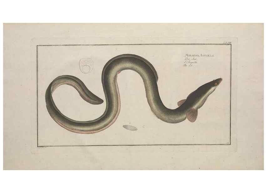 Reproducción/Reproduction 49770481511: Ichtyologie, ou, Histoire naturelle, générale et particulière des poissons :. A Berlin :Chez l'auteur, & chez François de la Garde libraire,1785-1797.. 