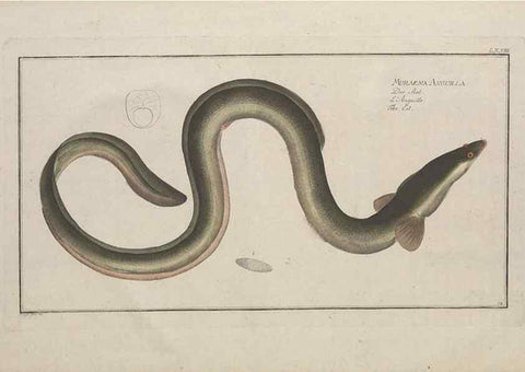 Reproducción/Reproduction 49770481511: Ichtyologie, ou, Histoire naturelle, générale et particulière des poissons :. A Berlin :Chez l'auteur, & chez François de la Garde libraire,1785-1797.. 