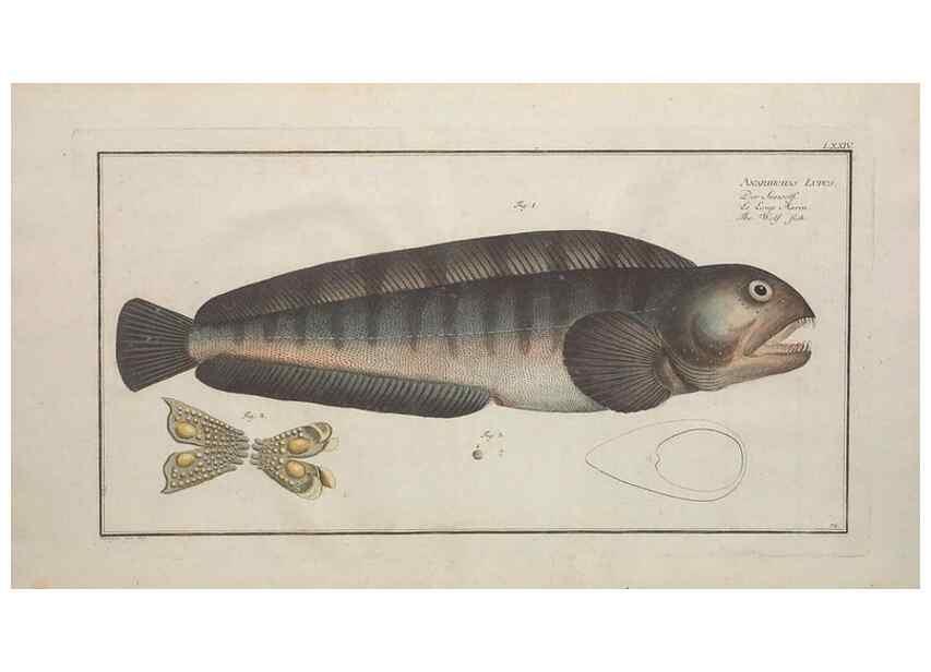 Reproducción/Reproduction 49769949298: Ichtyologie, ou, Histoire naturelle, générale et particulière des poissons :. A Berlin :Chez l'auteur, & chez François de la Garde libraire,1785-1797.. 