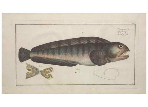 Reproducción/Reproduction 49769949298: Ichtyologie, ou, Histoire naturelle, générale et particulière des poissons :. A Berlin :Chez l'auteur, & chez François de la Garde libraire,1785-1797.. 