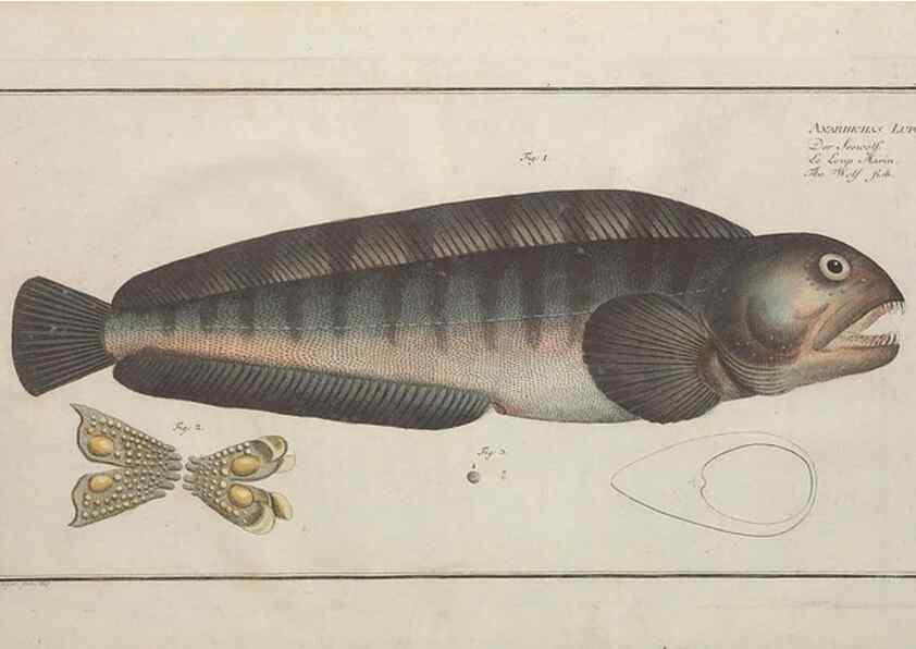 Reproducción/Reproduction 49769949298: Ichtyologie, ou, Histoire naturelle, générale et particulière des poissons :. A Berlin :Chez l'auteur, & chez François de la Garde libraire,1785-1797.. 