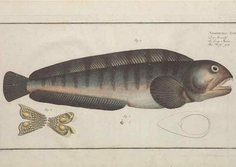 Reproducción/Reproduction 49769949298: Ichtyologie, ou, Histoire naturelle, générale et particulière des poissons :. A Berlin :Chez l'auteur, & chez François de la Garde libraire,1785-1797.. 