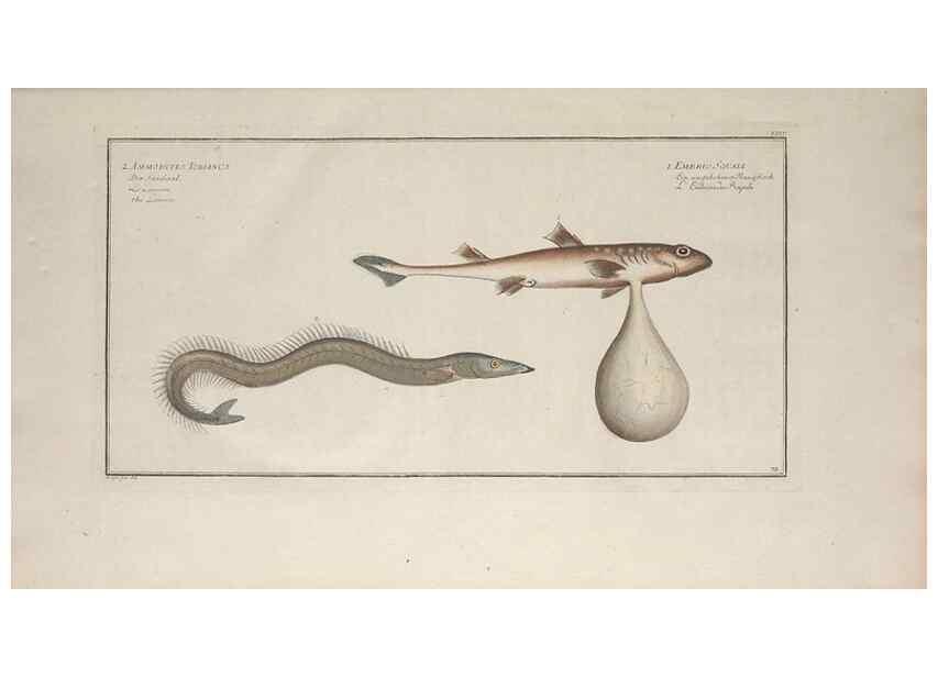 Reproducción/Reproduction 49769949653: Ichtyologie, ou, Histoire naturelle, générale et particulière des poissons :. A Berlin :Chez l'auteur, & chez François de la Garde libraire,1785-1797.. 
