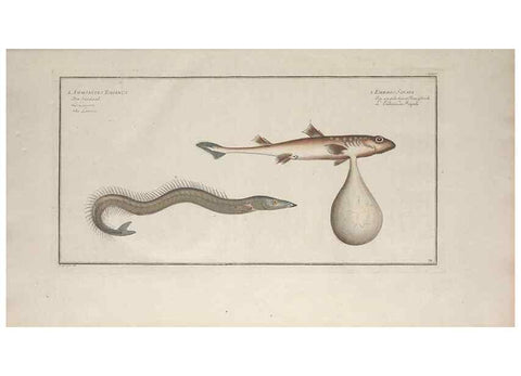 Reproducción/Reproduction 49769949653: Ichtyologie, ou, Histoire naturelle, générale et particulière des poissons :. A Berlin :Chez l'auteur, & chez François de la Garde libraire,1785-1797.. 