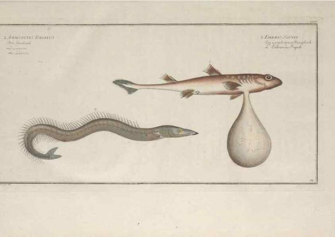 Reproducción/Reproduction 49769949653: Ichtyologie, ou, Histoire naturelle, générale et particulière des poissons :. A Berlin :Chez l'auteur, & chez François de la Garde libraire,1785-1797.. 