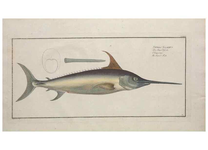 Reproducción/Reproduction 49770482586: Ichtyologie, ou, Histoire naturelle, générale et particulière des poissons :. A Berlin :Chez l'auteur, & chez François de la Garde libraire,1785-1797.. 