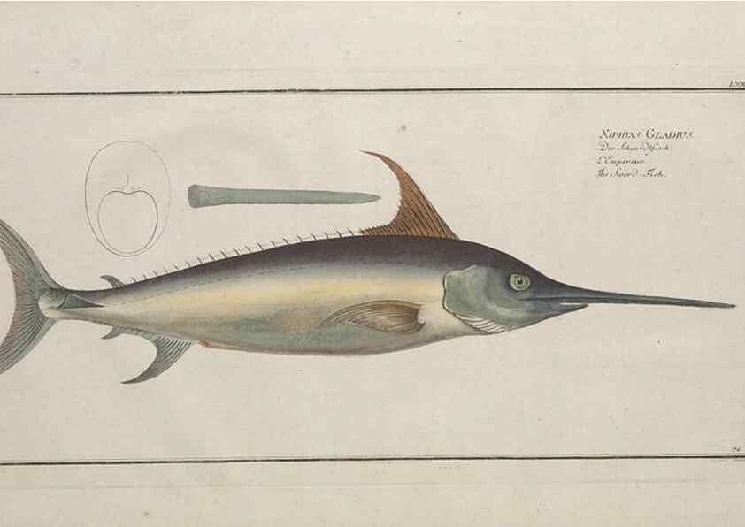 Reproducción/Reproduction 49770482586: Ichtyologie, ou, Histoire naturelle, générale et particulière des poissons :. A Berlin :Chez l'auteur, & chez François de la Garde libraire,1785-1797.. 