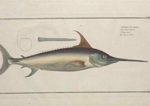 Reproducción/Reproduction 49770482586: Ichtyologie, ou, Histoire naturelle, générale et particulière des poissons :. A Berlin :Chez l'auteur, & chez François de la Garde libraire,1785-1797.. 