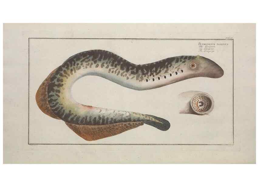 Reproducción/Reproduction 49769950348: Ichtyologie, ou, Histoire naturelle, générale et particulière des poissons :. A Berlin :Chez l'auteur, & chez François de la Garde libraire,1785-1797.. 