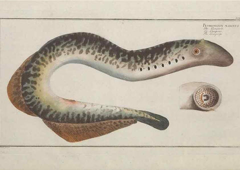 Reproducción/Reproduction 49769950348: Ichtyologie, ou, Histoire naturelle, générale et particulière des poissons :. A Berlin :Chez l'auteur, & chez François de la Garde libraire,1785-1797.. 