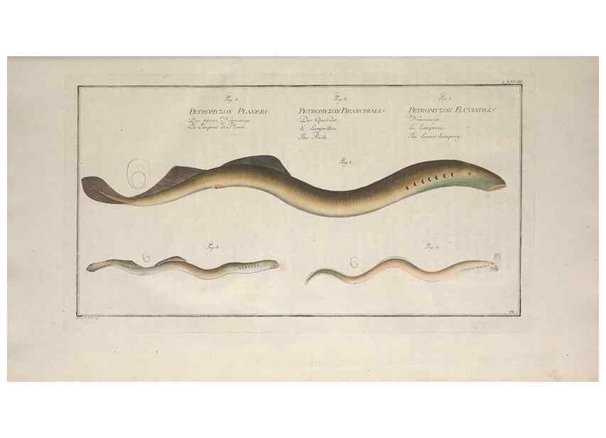 Reproducción/Reproduction 49769950663: Ichtyologie, ou, Histoire naturelle, générale et particulière des poissons :. A Berlin :Chez l'auteur, & chez François de la Garde libraire,1785-1797.. 