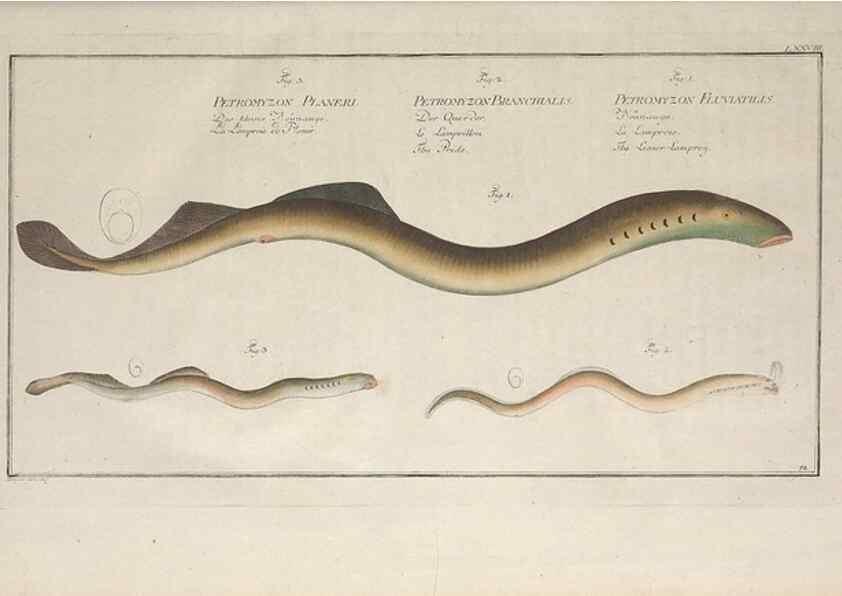 Reproducción/Reproduction 49769950663: Ichtyologie, ou, Histoire naturelle, générale et particulière des poissons :. A Berlin :Chez l'auteur, & chez François de la Garde libraire,1785-1797.. 