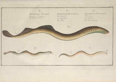 Reproducción/Reproduction 49769950663: Ichtyologie, ou, Histoire naturelle, générale et particulière des poissons :. A Berlin :Chez l'auteur, & chez François de la Garde libraire,1785-1797.. 