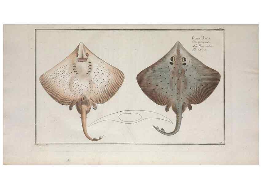 Reproducción/Reproduction 49770808987: Ichtyologie, ou, Histoire naturelle, générale et particulière des poissons :. A Berlin :Chez l'auteur, & chez François de la Garde libraire,1785-1797.. 